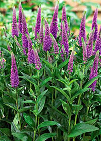 Veronica spicata 'Purpleicious'